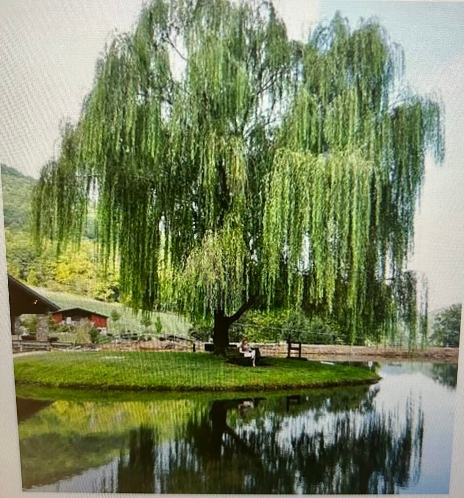 Willow Tree