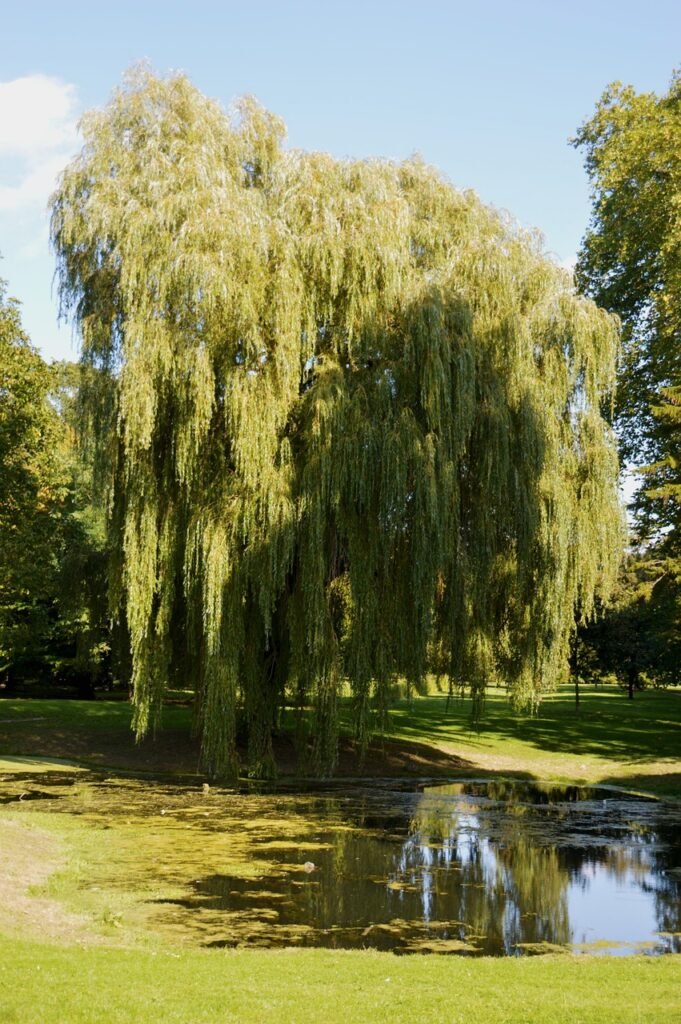 park, garden, botanical